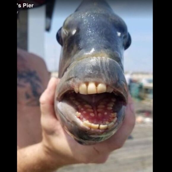 Monster Fish Handbags - 🐠Don’t make him mad!🐠Bundle and SAVE!🐠